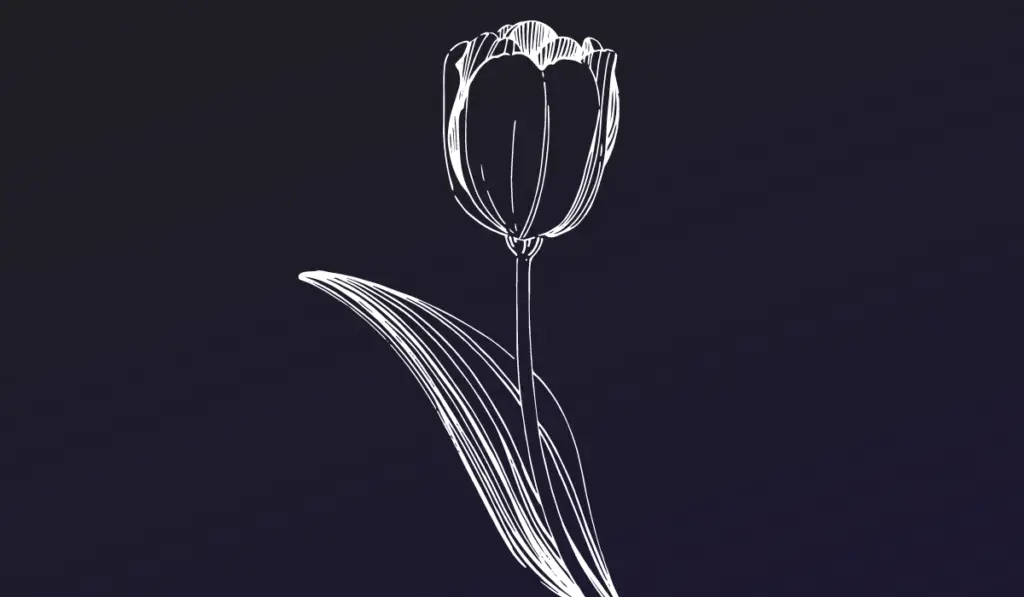 Tulip Bulb Mania