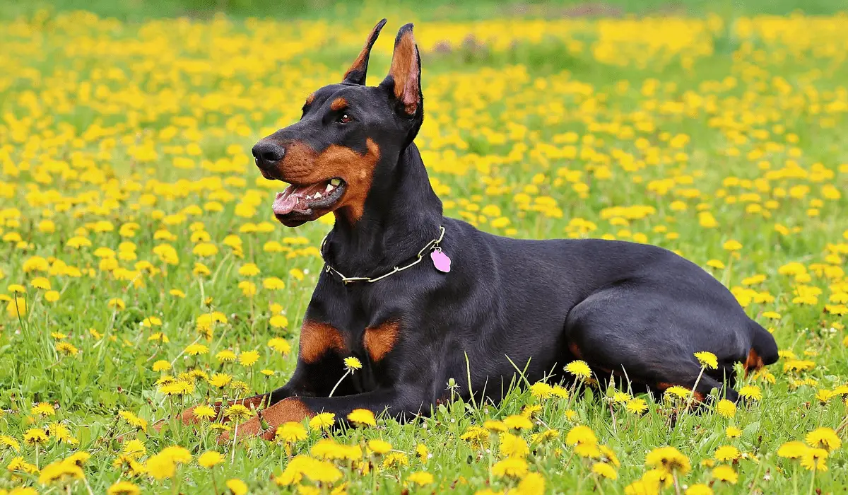 Florida Home Insurance Dog Breed Restrictions